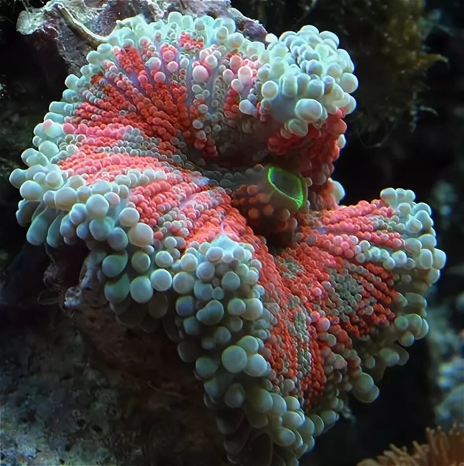 Ракушки на пляже. Прелесть морских. Красное море спинорог-клоун. Тигровый рапан. Спинорог клоун.