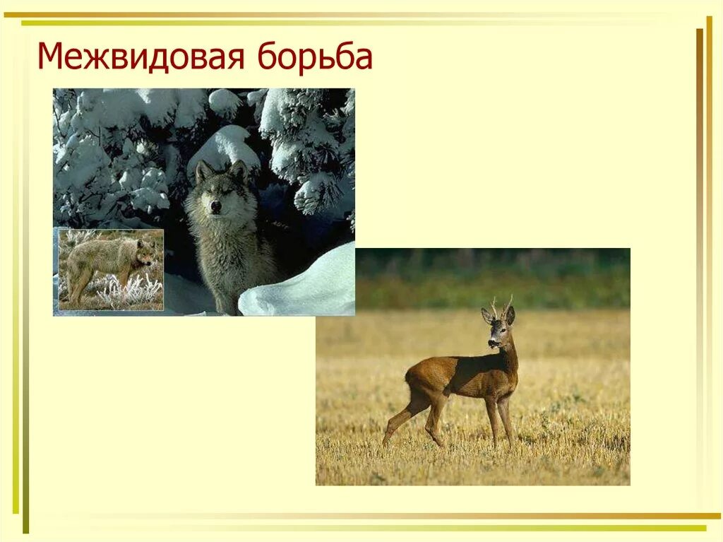 Межвидовые рецензенты 18. Межвидовая борьба презентация. межвидовые рецензии. межвидовые рецензенты персонажи. межвидовые рецензенты аниме.