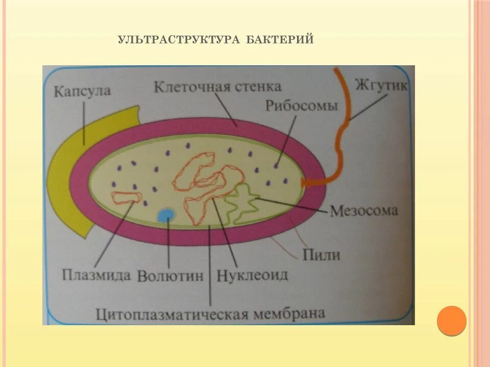 Схема строения бактерии микробиология. Морфология бактерий. Ультраструктура бактериальной клетки. Ультраструктура бактерий микробиология. Морфология и ультраструктура клеток бактерий.