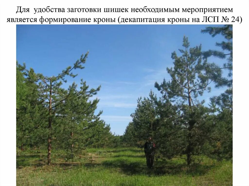 Проект организации лесосеменной плантации Министерство лесного хозяйства Республики Татарстан