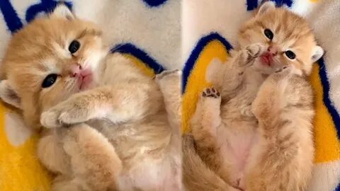 Kitten video
