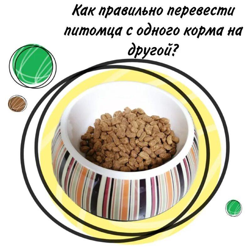 Био-вет ветклиника. Как переводить собаку с одного корма на другой. Натуральный корм для собак. Как переводить собаку на другой корм. Как переводить собаку на другой корм.