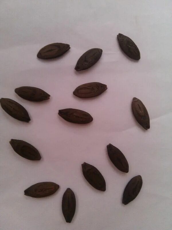 Маленькие коричневые семена. Цветы семена. Маленькие черные семена.