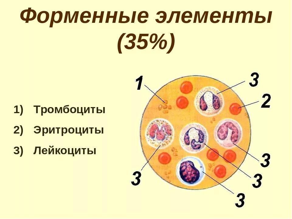 Зрелый эритроцит собаки сколько хромосом. Строение клетки крови человека. Эритроциты лейкоциты тромбоциты рисунок. Строение лейкоцитов схема. Форменные элементы тромбоцитов.