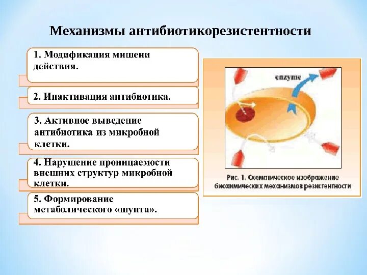 Последовательность этапов создания нового штамма бактерий. Механизмы развития устойчивости микроорганизмов к антибиотикам. Механизмы резистентности микробов к антибиотикам.. Механизм формирования устойчивости микроорганизмов к антибиотикам. Механизмы защиты бактерий от антибиотиков.