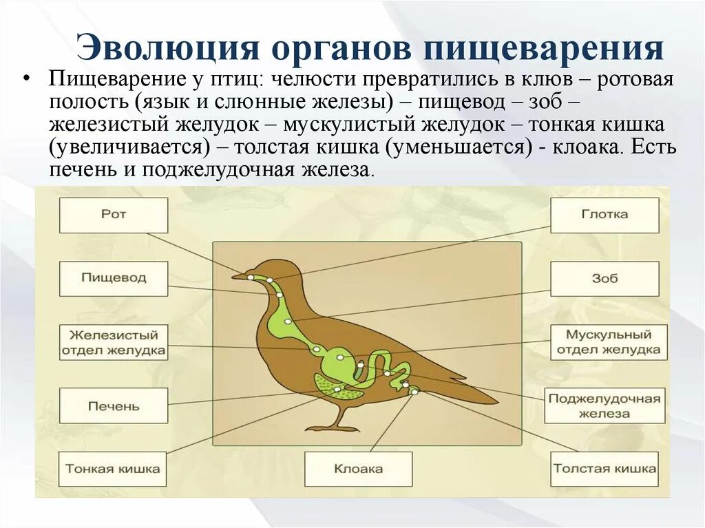 Отличие дыхательной системы птиц от пресмыкающихся. Эволюция системы органов пищеварения позвоночных животных. Эволюция систем органов животных пищеварительная система. Эволюция пищеварительной системы хордовых животных. Эволюция пищеварительной системы от простейших до млекопитающих.