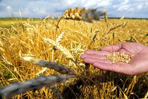 Пшеница фермерское хозяйство