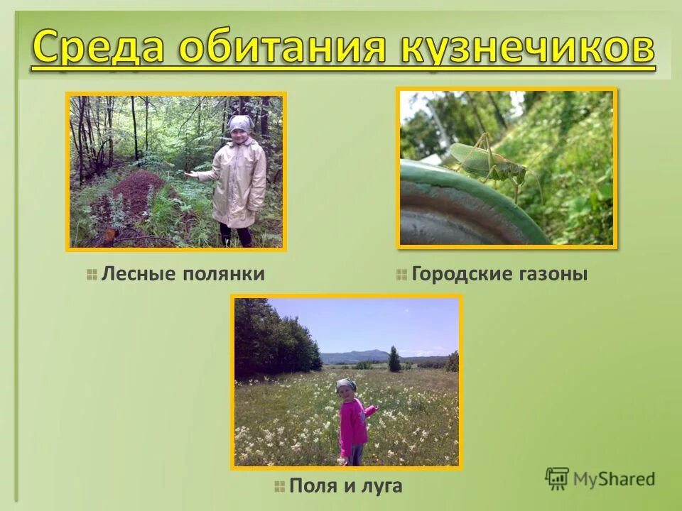 программа исполнитель кузнечик. кузнечик мормон. тип адаптации кузнечика. кобылка бурая саранча. личинка богомолов насекомых.