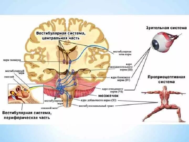 Центр управления мозгом. Вестибулярный аппарат в головном мозге человека. Вестибулярная сенсорная система схема. Центральный отдел вестибулярной сенсорной системы. Периферический отдел вестибулярного анализатора располагается в.