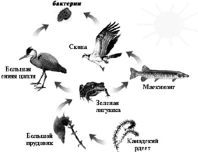 Пищевая цепь семена гадюка аист