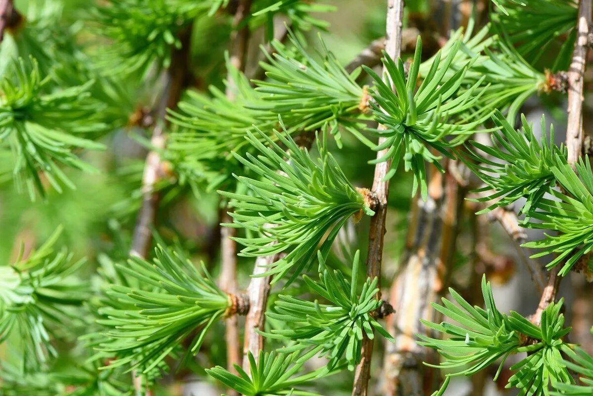 Лиственница европейская Larix decidua. Лиственница европейская хвоинки. Лиственница тонкочешуйчатая. Лиственница Сибирская дерево.