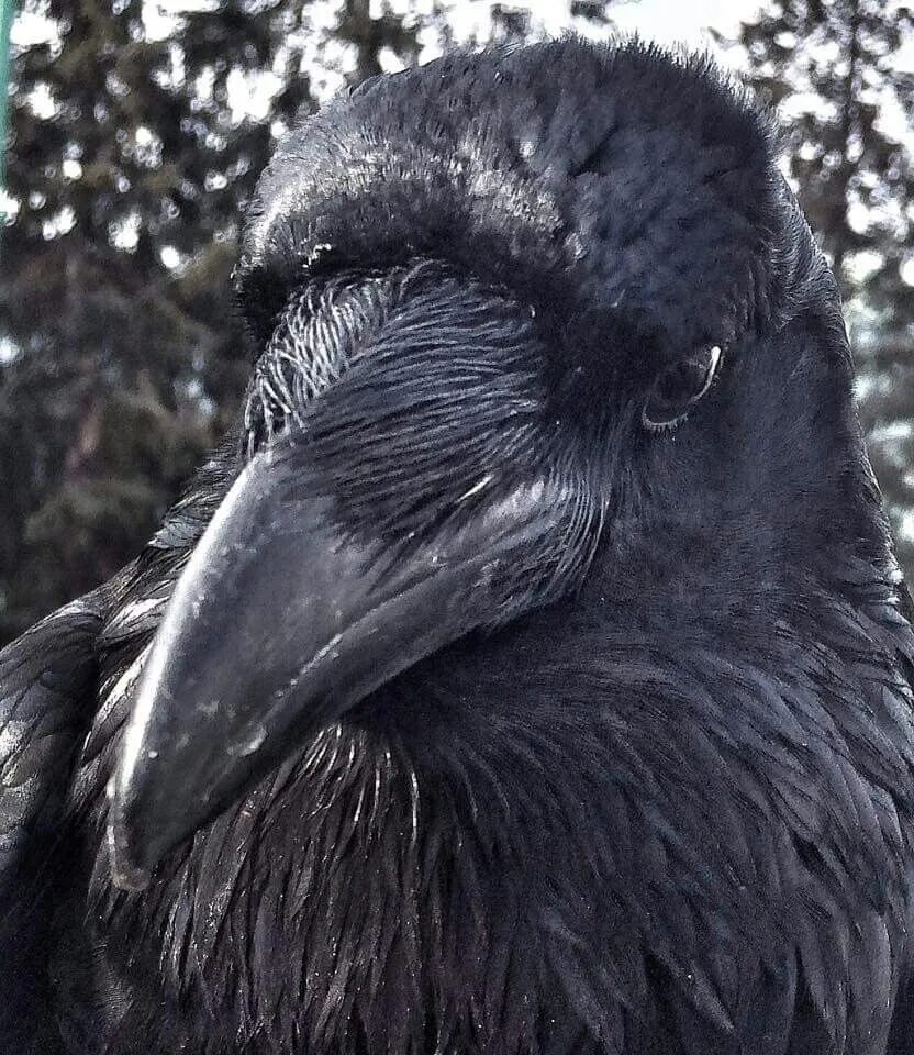 Жила ворона в заколоченном на зиму ларьке. Королевский ворон Коракс. Ворона вблизи. Ворон вблизи. Ворон в природе.