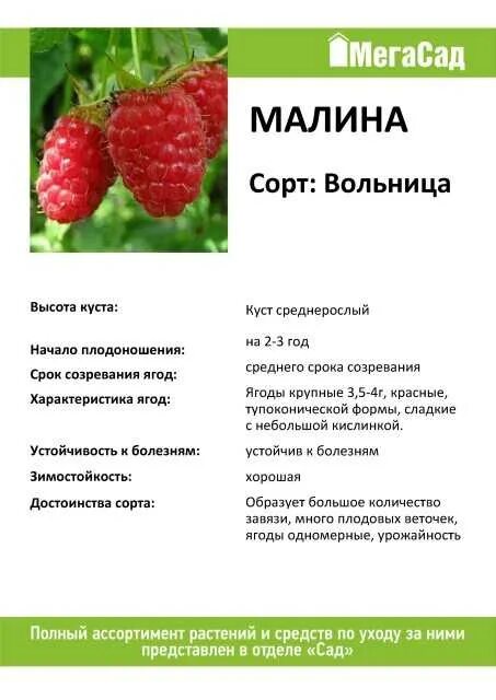 Малина Вольница: описание сорта, фото, отзывы, посадка и уход