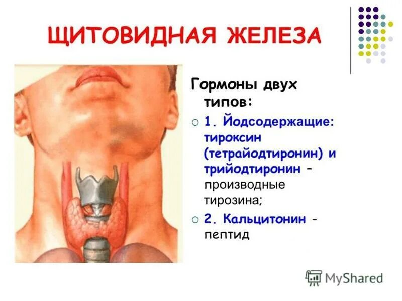 Щитовидная железа за что отвечает у мужчин. Щитовидная железа презентация. гормоны щитовидной железы. гормоны щитовидной железы презентация. щитовидная железа тироксин.