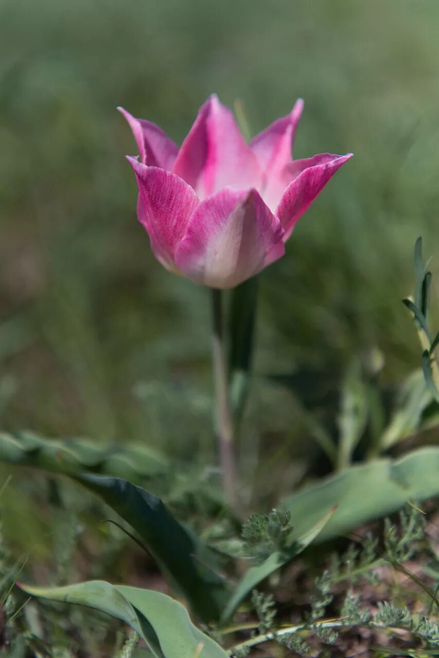 Тюльпан где растет природная зона. Адыгея Дикие тюльпаны. Крымские Дикие тюльпаны. Ургутские горы Дикие тюльпаны. Дикорастущие тюльпаны.
