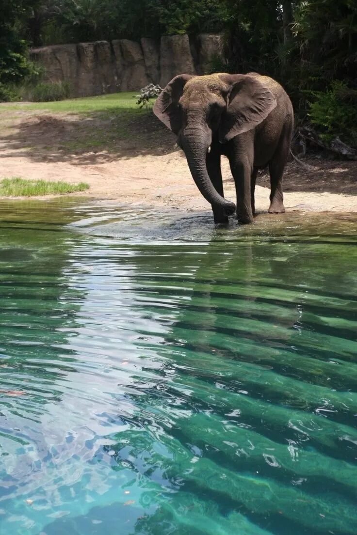 Слон пьющий воду. Слоны на водопое. Водопой животных. Звери на водопое. Слонята на водопое.