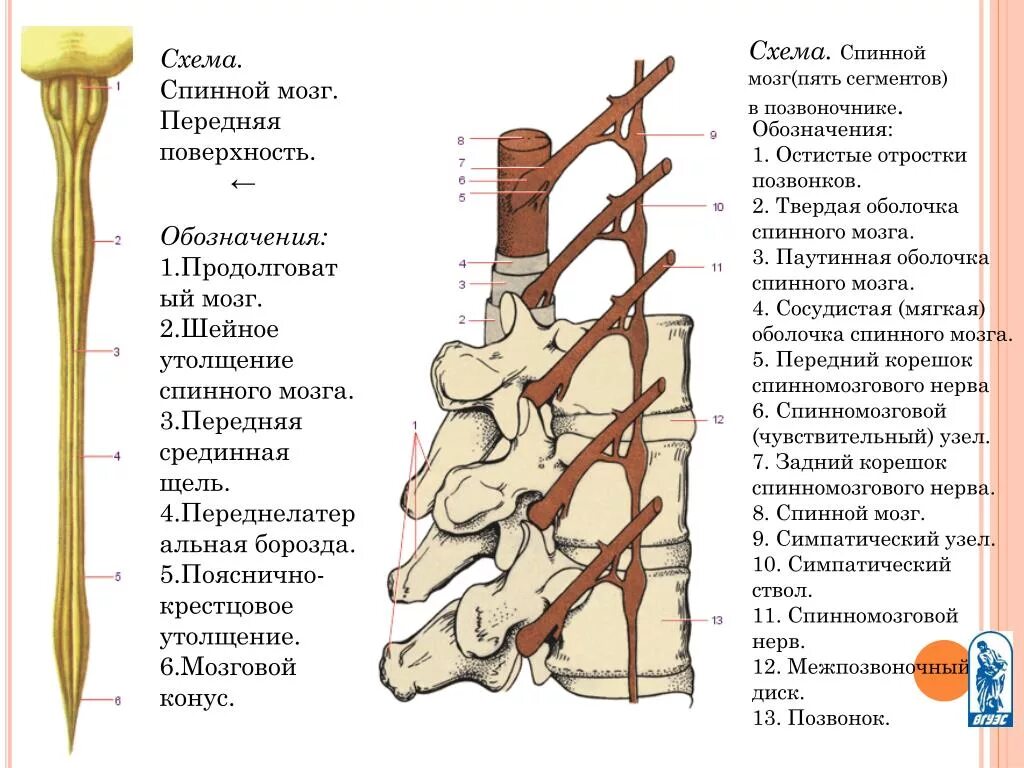 Шейное утолщение спинного мозга сегменты. Строение спинного мозга утолщения. Строение спинного мозга конус. Шейное утолщение спинного мозга.