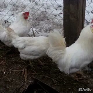 Когда начинают нестись куры леггорн