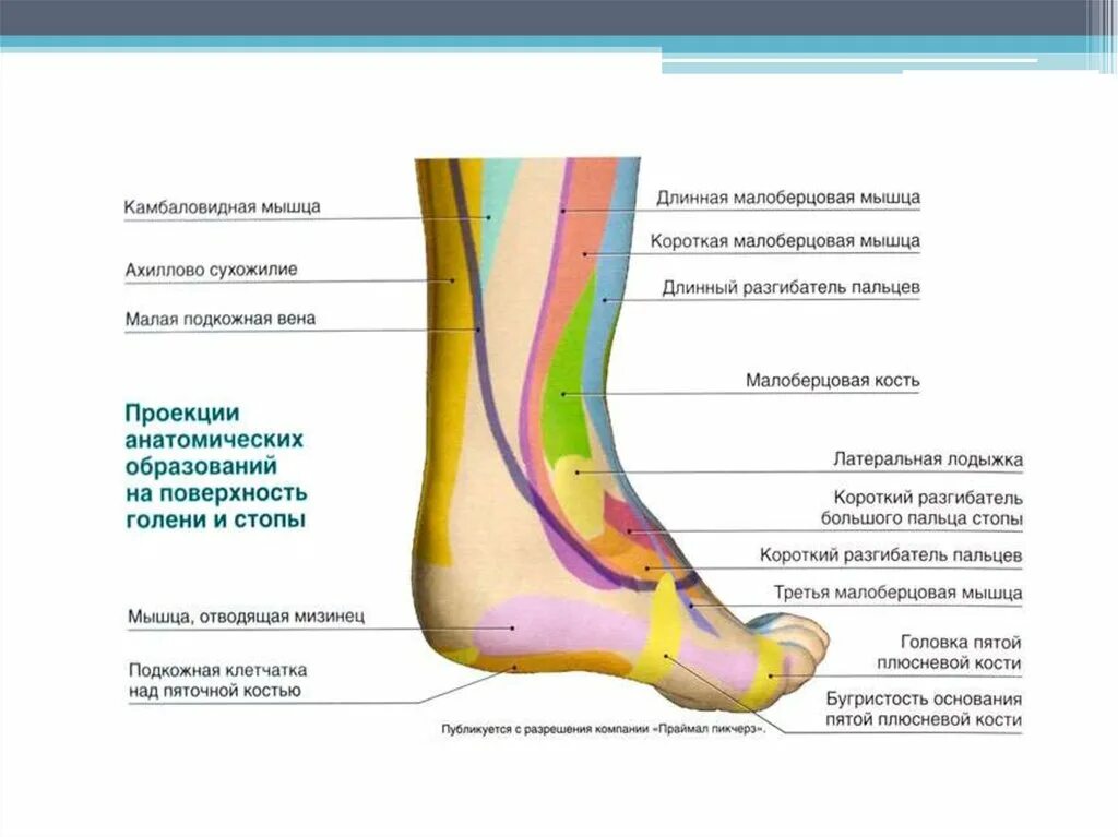 Область подошвы. Мышцы действующие на голеностопный сустав анатомия. Болит сухожилие малоберцовой мышцы стопы. Малоберцовые сухожилия голеностопного сустава. Строение сухожилий голеностопного сустава.