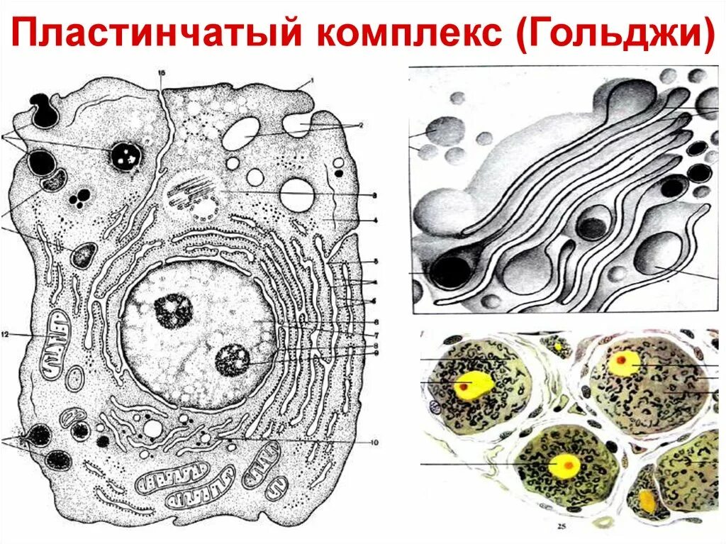 Комплекс Гольджи Электронограмма. Аппарат Гольджи строение гистология. Комплекс Гольджи гистология препарат. Аппарат Гольджи пластинчатый комплекс комплекс. Пластинчатый комплекс