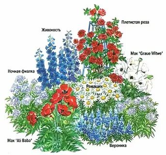 Клумба непрерывного цветения схема с названиями