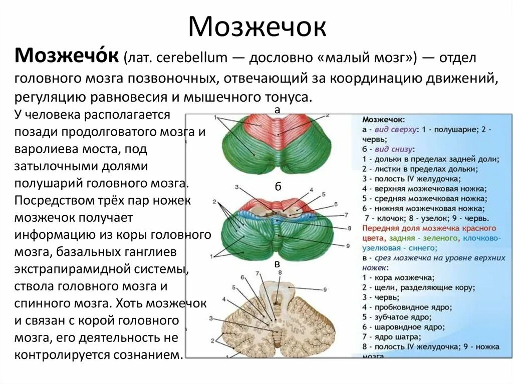 В задний мозг входит мозжечок. Мозжечок отдел головного мозга строение и функции. Строение мозжечка в головном мозге. Функции отделов головного мозга мозжечок. Мозжечок анатомия функции.