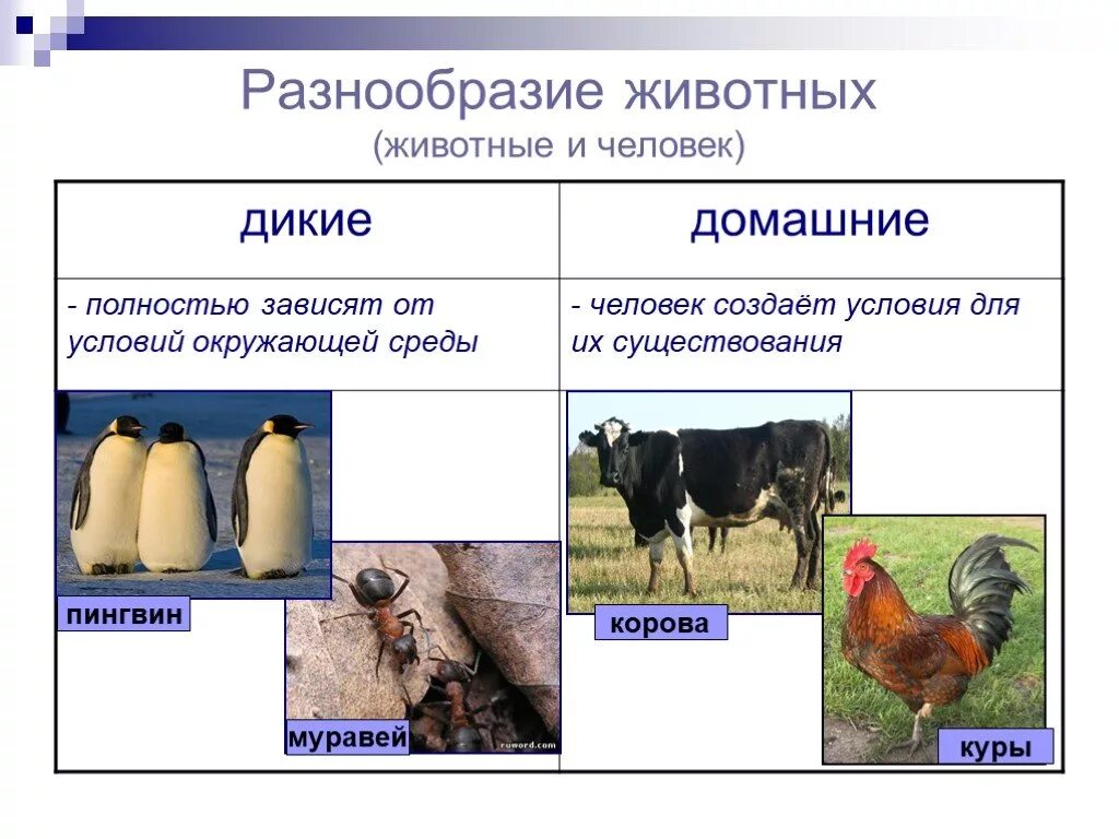 Сообщение многообразие животных. Разнообразие животных. Многообразие животных и человека. Сообщение о многообразии животных. Разнообразие животных 5 класс.