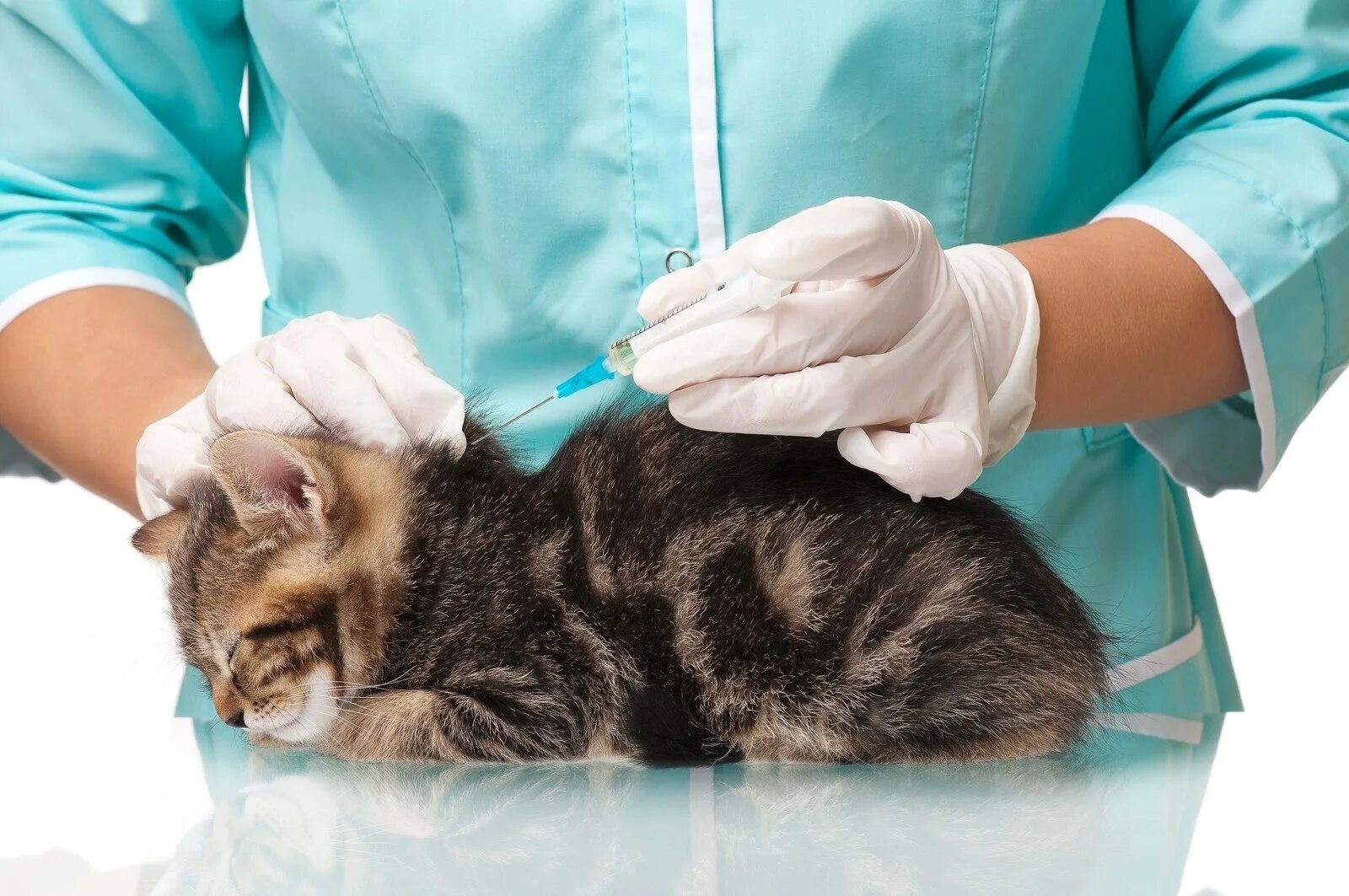 Где сделать бесплатную прививку кошкам