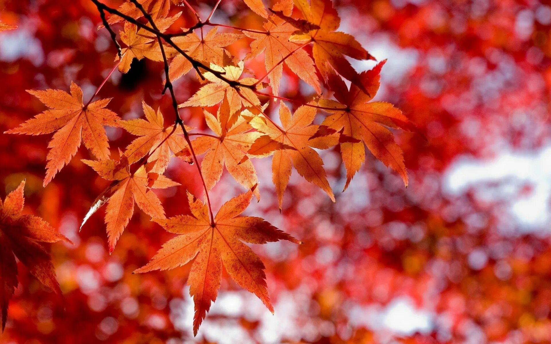 Красивая осень. Осень листья. Осенняя листва. Осенняя заставка на рабочий стол.