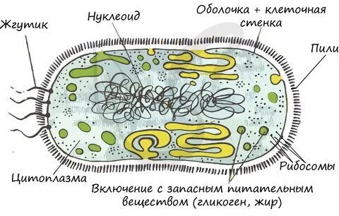Строение бактериальной клетки: структура и основные компоненты