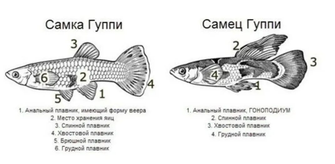 Как отличить рыбок самца от самки. Гуппи самец и самка. Гуппи самки и самцы как отличить. Гуппи как отличить самца от самки. Гуппи рыбки самки и самцы.