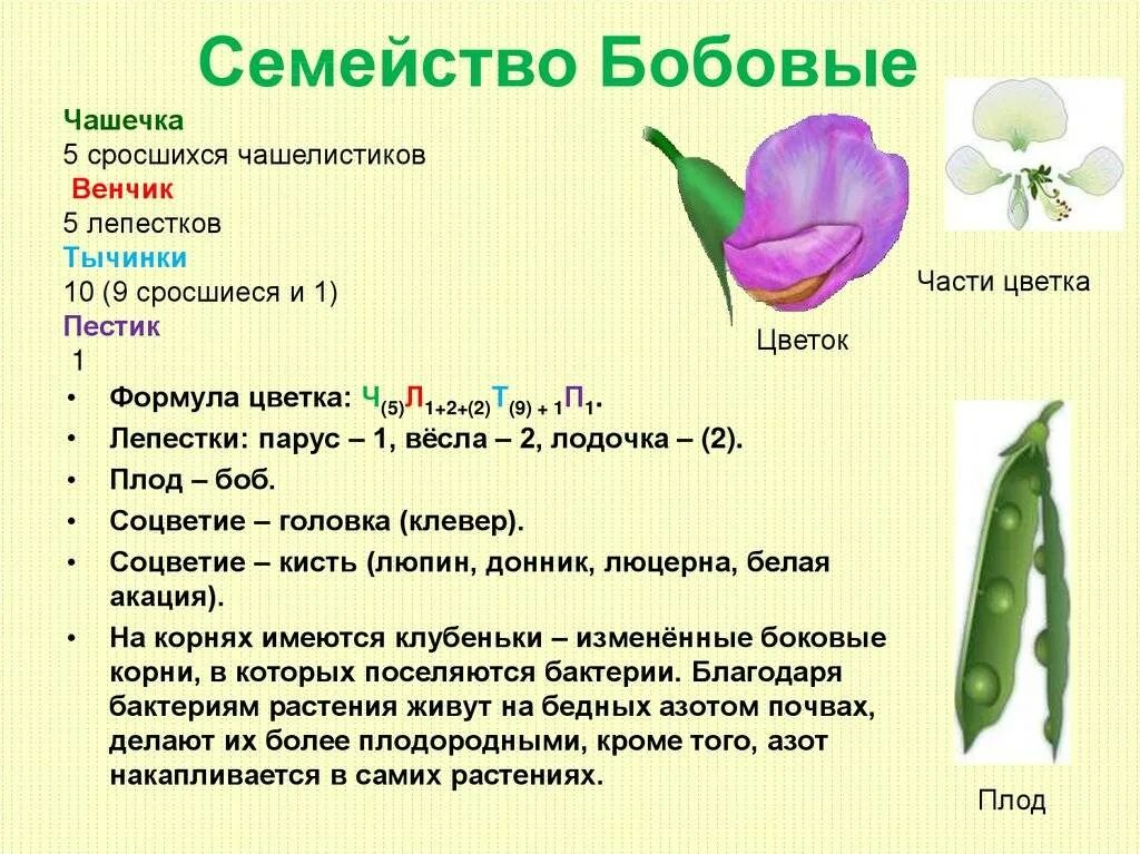 Формула цветка семейства бобовые. Семейство двудольные семейство бобовые. Семейства бобовые цветок характеристика. Семейство бобовые формула цветка ч 5 л 1 + 2 +.