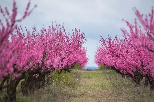 Что цветет в крыму розовым цветом. Персиковые сады в Крыму. Персиковые сады в Дагестане цветение. Цветущие сады в Крыму. Цветение персика.