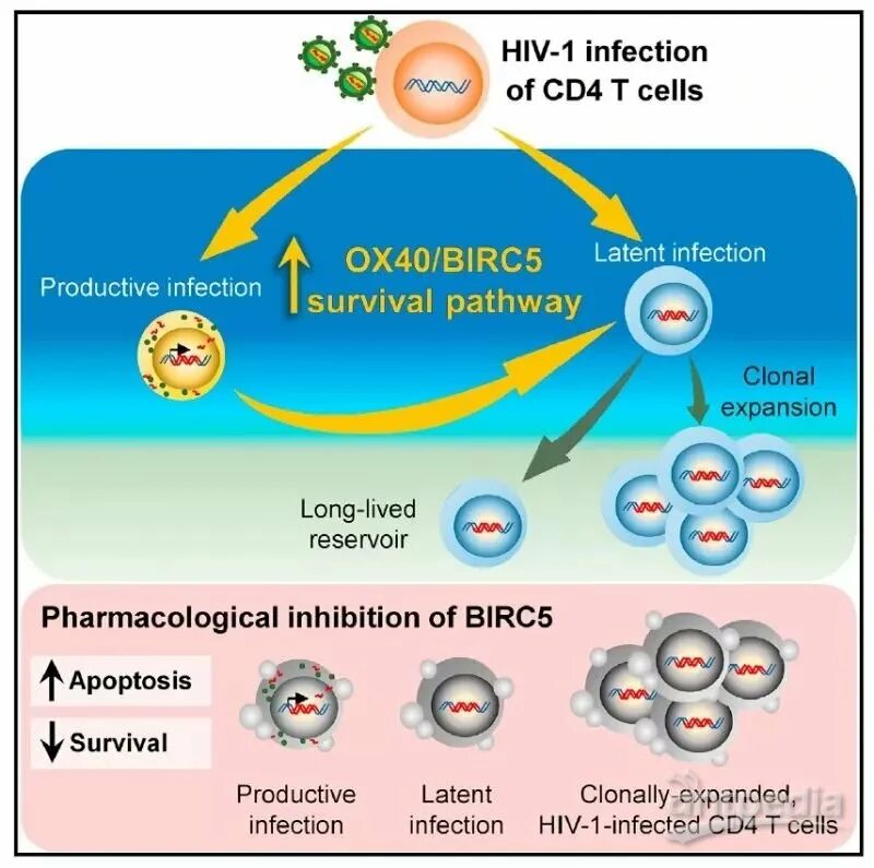 Cd4 иммунология aq. CD 40 иммунология. Immunology CD 40 CD 28 Binding. Лимфокин активированные клетки картинки. Human immunodeficiency virus 1