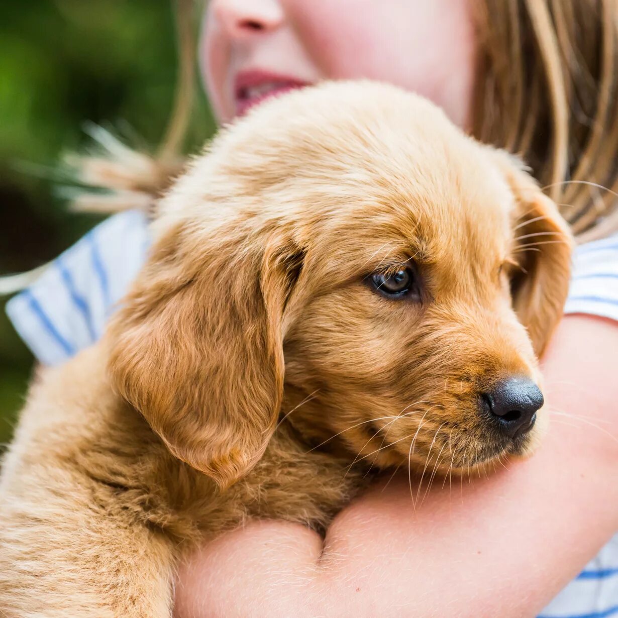 Восточно-европейская овчарка кобель. Шотландская овчарка (колли). Аффенпинчер груминг. Аффенпинчер обезьяний пинчер. Щенок ретривер.