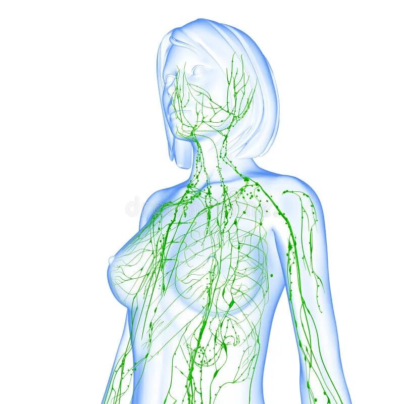Лимфатическая система человека 3d. Лимфатическая система 3d схема. 3д схема лимфатической системы. Лимфатическая система человека 3 д. Рисунок лимфатической системы