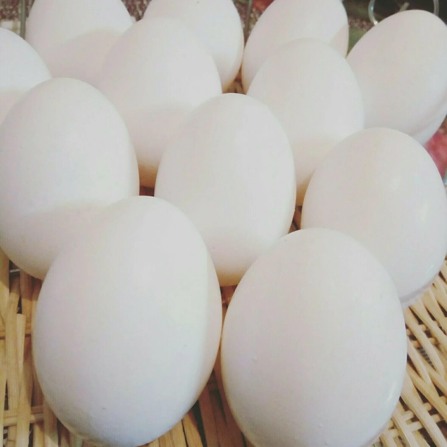 Яйца купить ставрополь. Яйцо куриное. Домашние куриные яйца. Яйцо куриное белое. Яйцо домашнее куриное.
