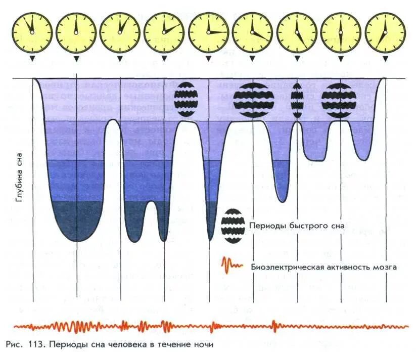 Сон человека медленный и быстрый. Схема фаза быстрого сна. Быстрая и медленная фаза сна схема. Фазы сна диаграмма. Фазы сна схема.