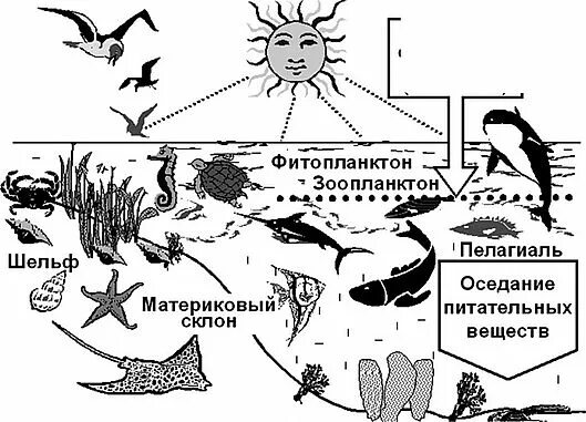 Зоопланктон трофический уровень. Состав морской экосистемы. Структура морских экосистем. Экосистема структура экосистемы. Строение морской экосистемы.