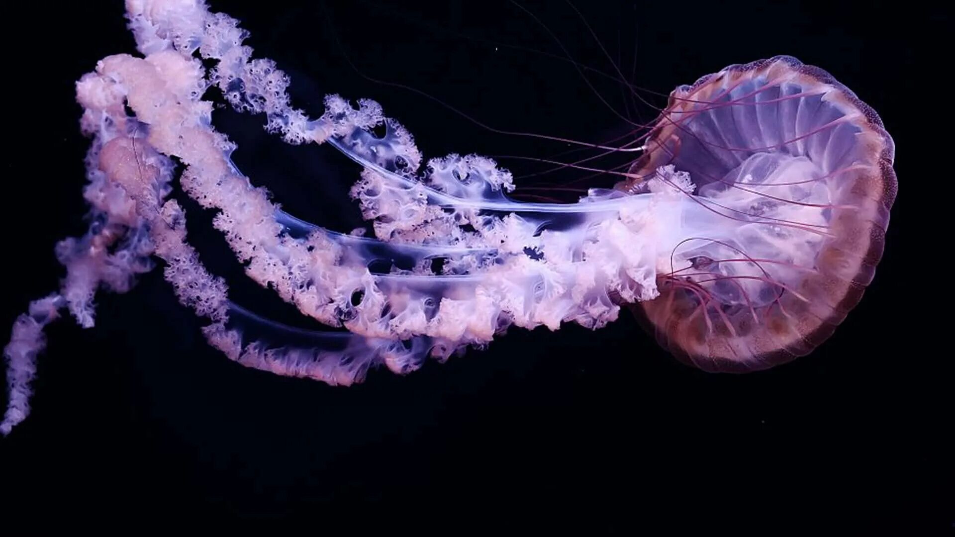 Настоящую медузу. Настоящую медузу. Пелагия ночесветка. Настоящую медузу. Медузы ико.
