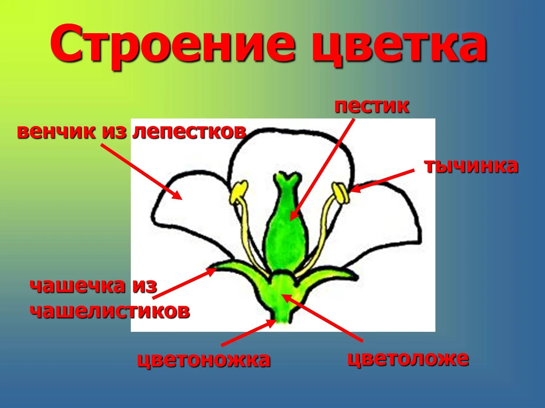 Функция пестика у цветка. Строение цветка. Строение цветка чашечка и венчик. Строение пестика цветка. Чашелистики пестик тычинки венчик.