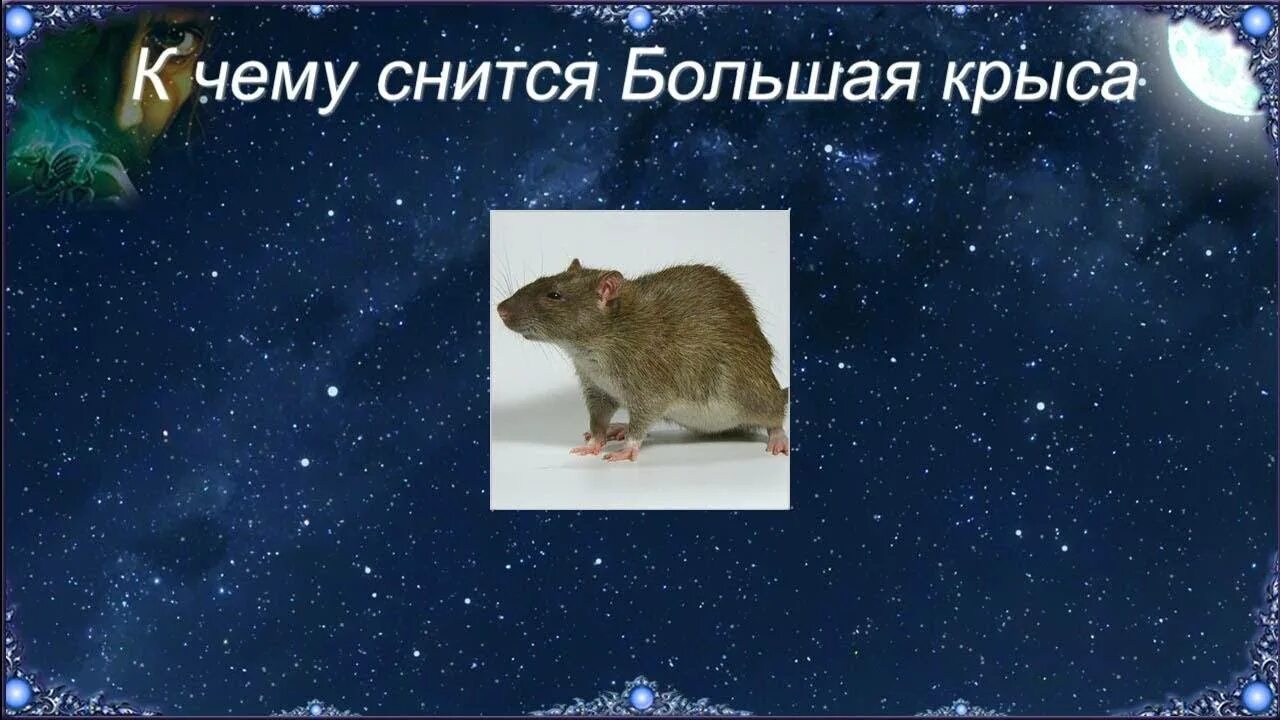 К чему снятся крысы мыши мужчине