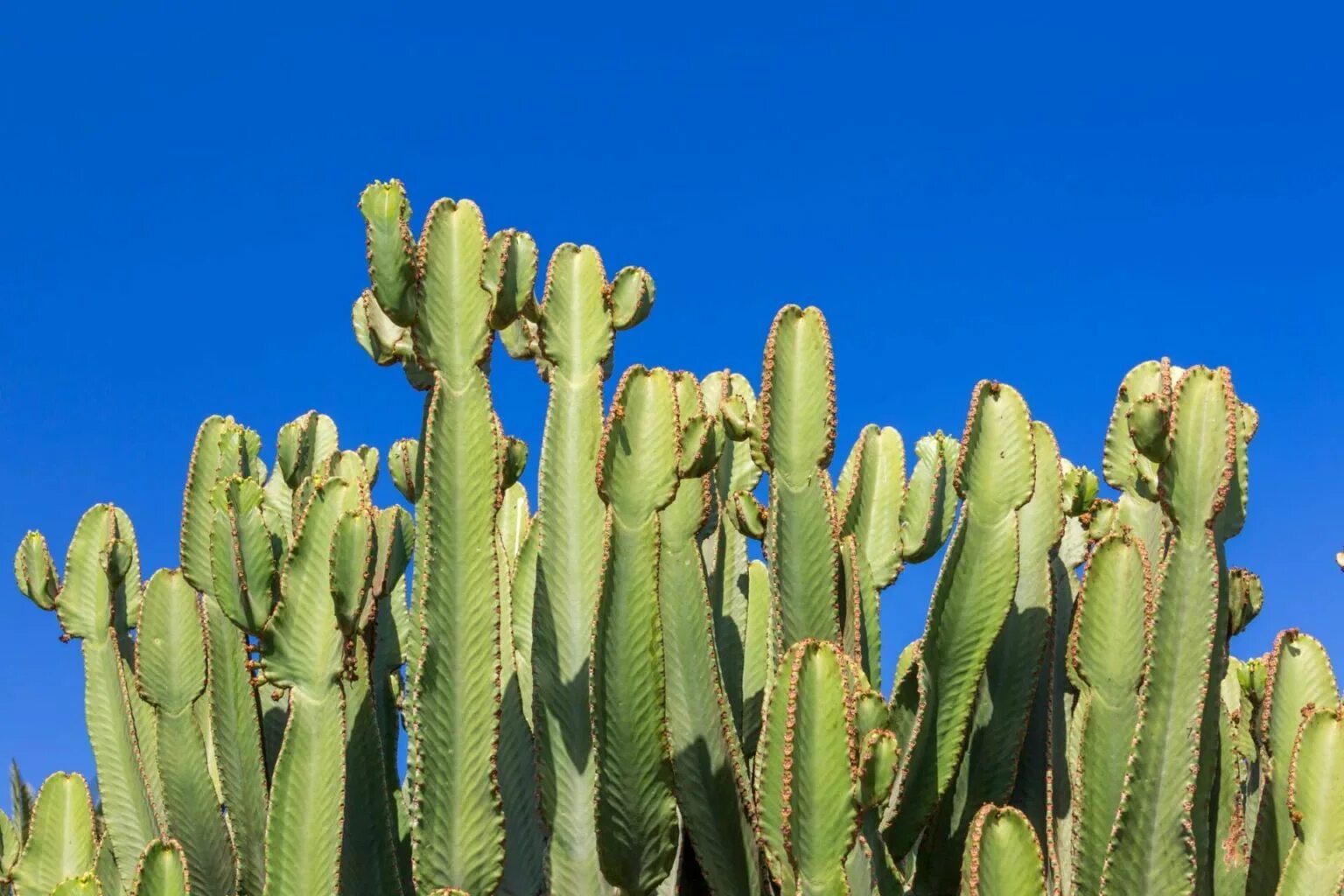 Cactus dg. Кактус цереус гигантский. Цереус Апорокактус опунция. Кактус цереус Лазурный. Кактус ламинария Акутус.