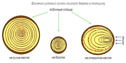 Влияет дерево