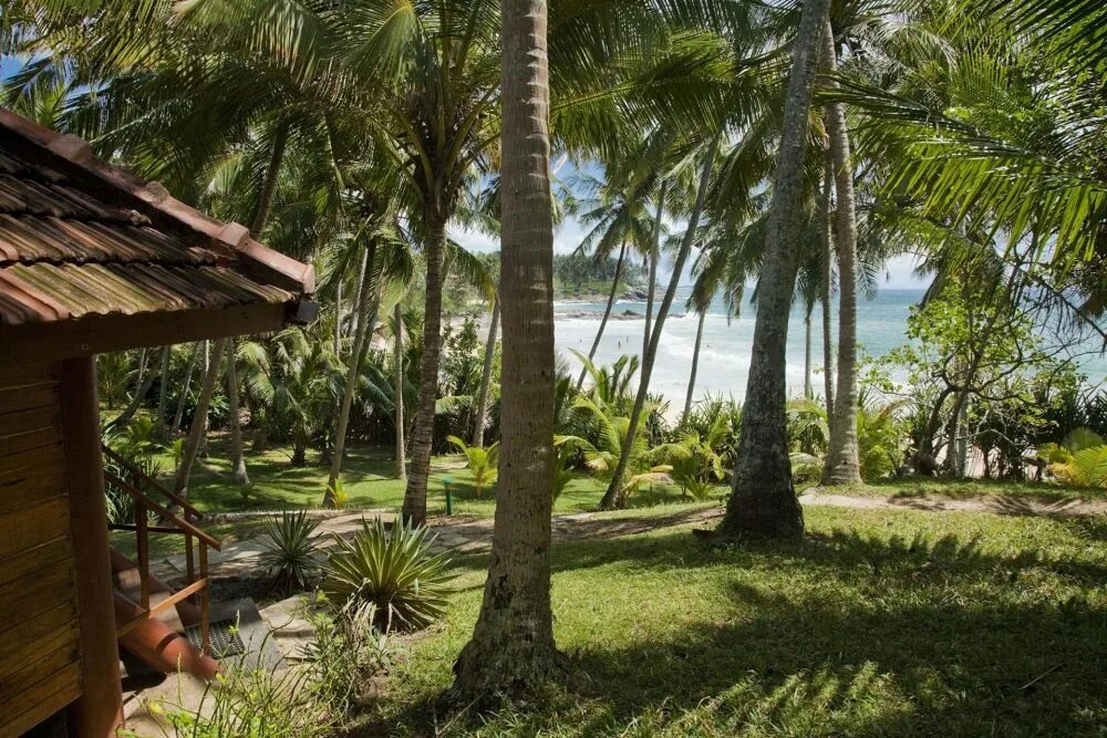 Пальмы шри ланки. Зе Палмс Шри Ланка. Palm Beach Resort Шри Ланка. Вилла Шри Ланка пальмы. Green Palm Resort Шри-Ланка.