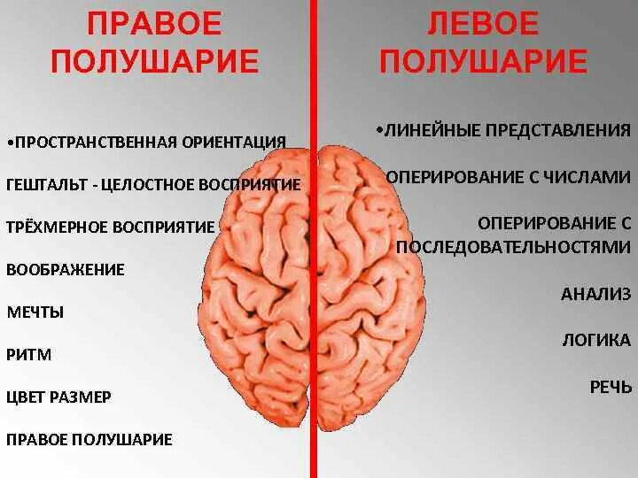 Правом полушарии. Правое полушарие. Функции правого полушария головного мозга.