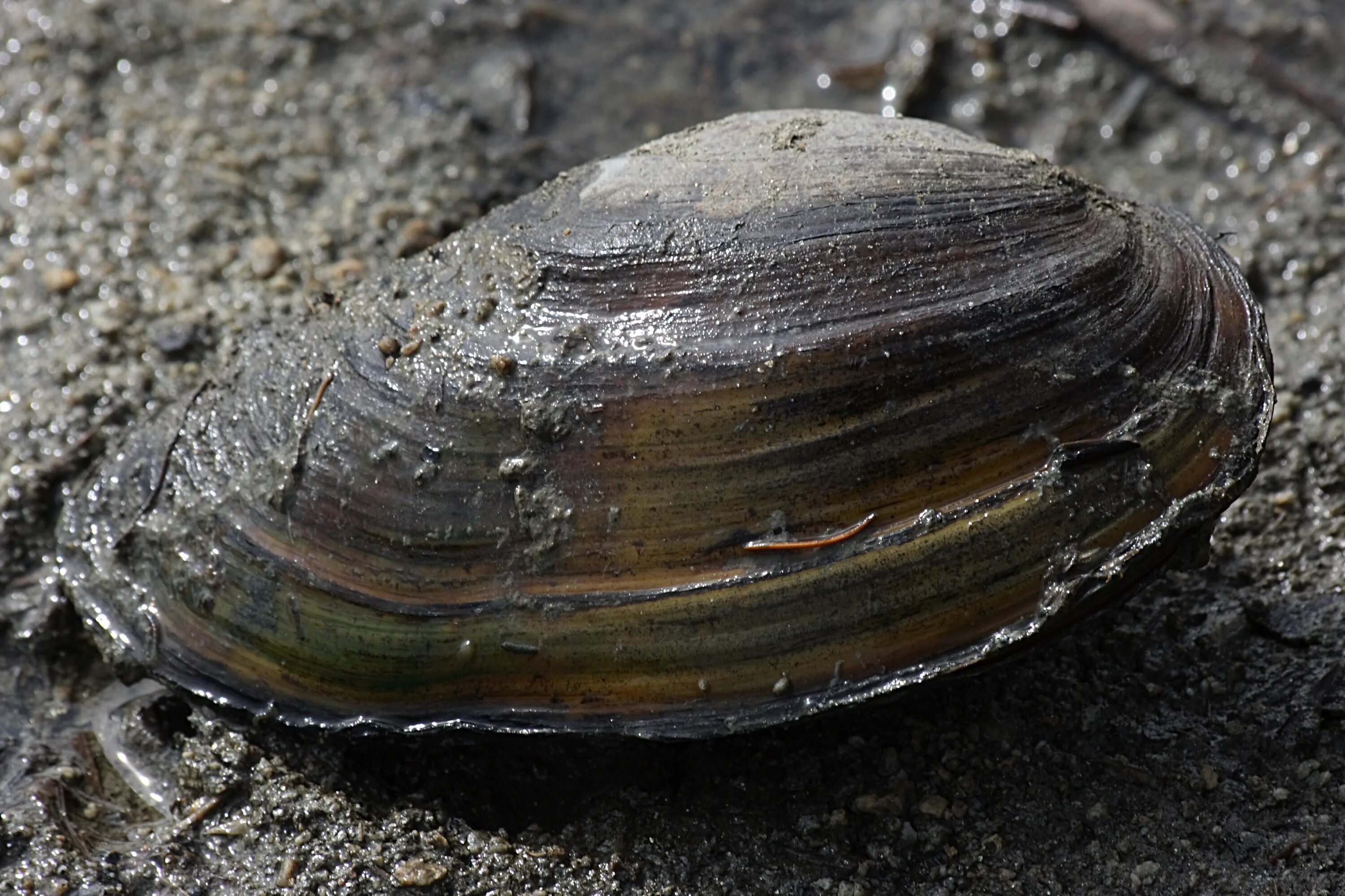 Моллюски деньги. Sinanodonta woodiana. Anodonta ископаемый. The structure of Anodonta cygnea. Scoica.