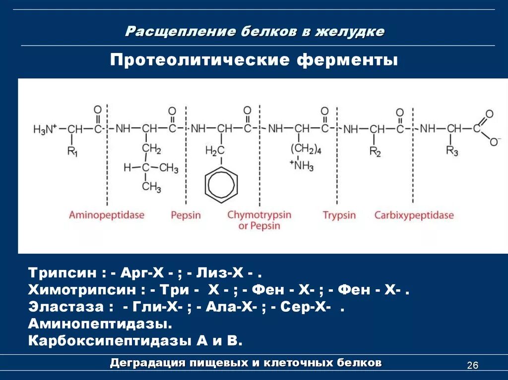 Ала фен сер. Ферменты расщепляющие пептидные связи. Химотрипсин расщепляет пептидные связи. Расщепление белков трипсином. Реакции ферментов.