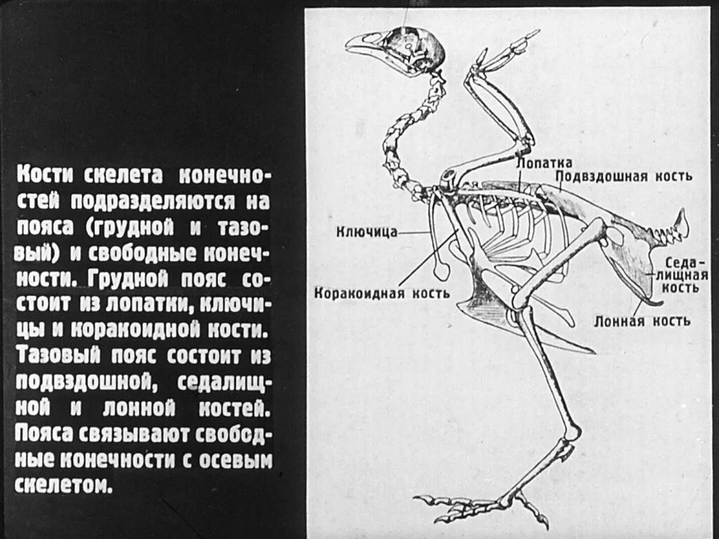 Скелет птицы строение пояс задних конечности. Скелет птицы пояс задних конечностей кости. Скелет голубя,пояс передних конечностей. Скелет птицы пояс задних конечностей. Скелет конечностей у птиц состоит из