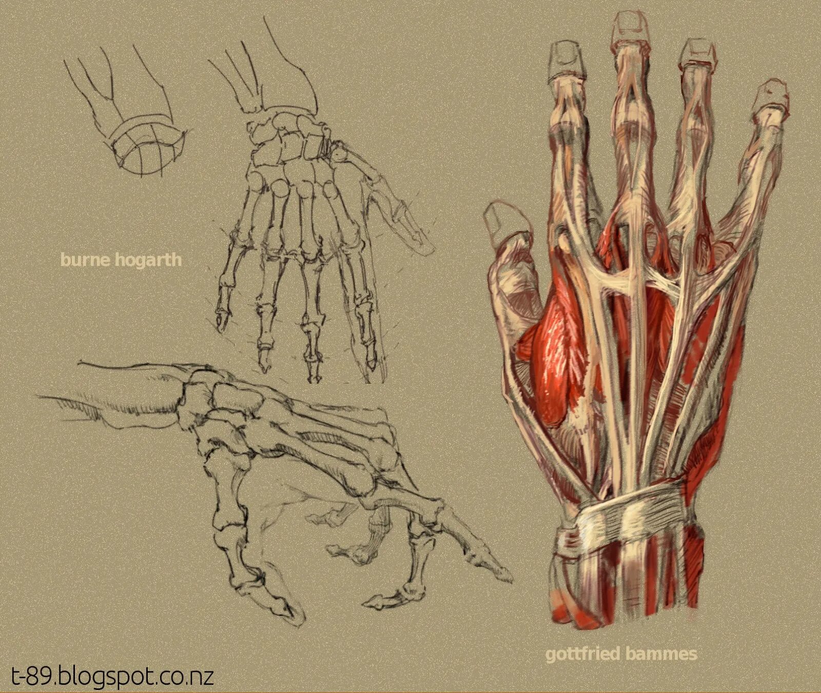 Мышцы кисти руки анатомия. Баммес анатомия мышцы рук. Мышцы кисти руки человека анатомия. Скелет сухожилия мышцы кисти рук.